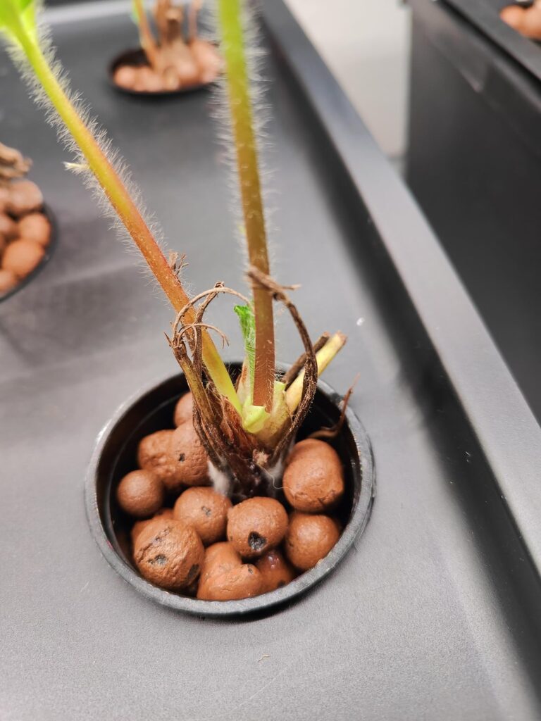 My strawberries have moss?