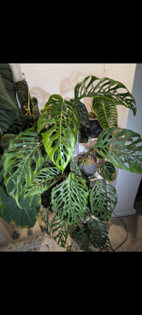 ID? Looks like a Monstera adansonii ssp. laniata "double window"