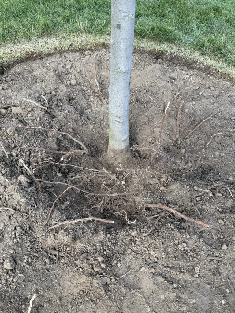 Planted too low. Can I trim small roots?