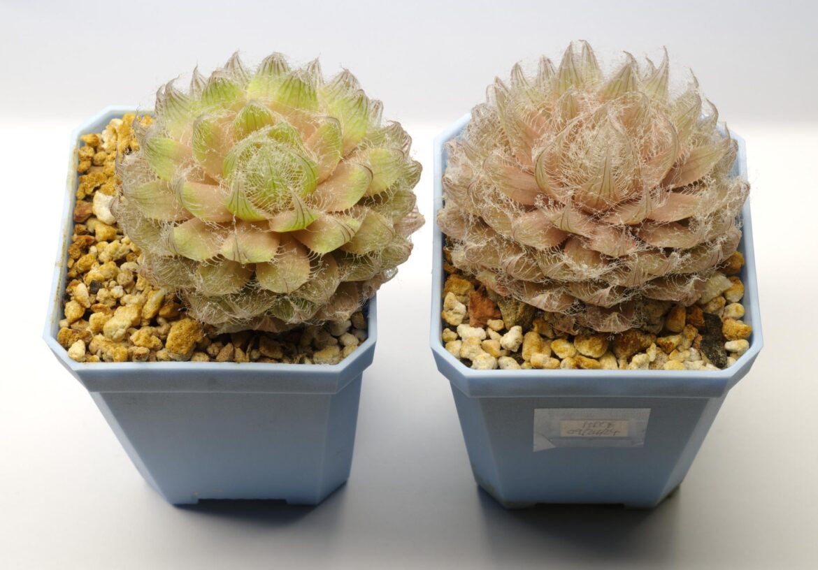 semiviva, 20km SE of Middelpos (aka 'spheroidea')