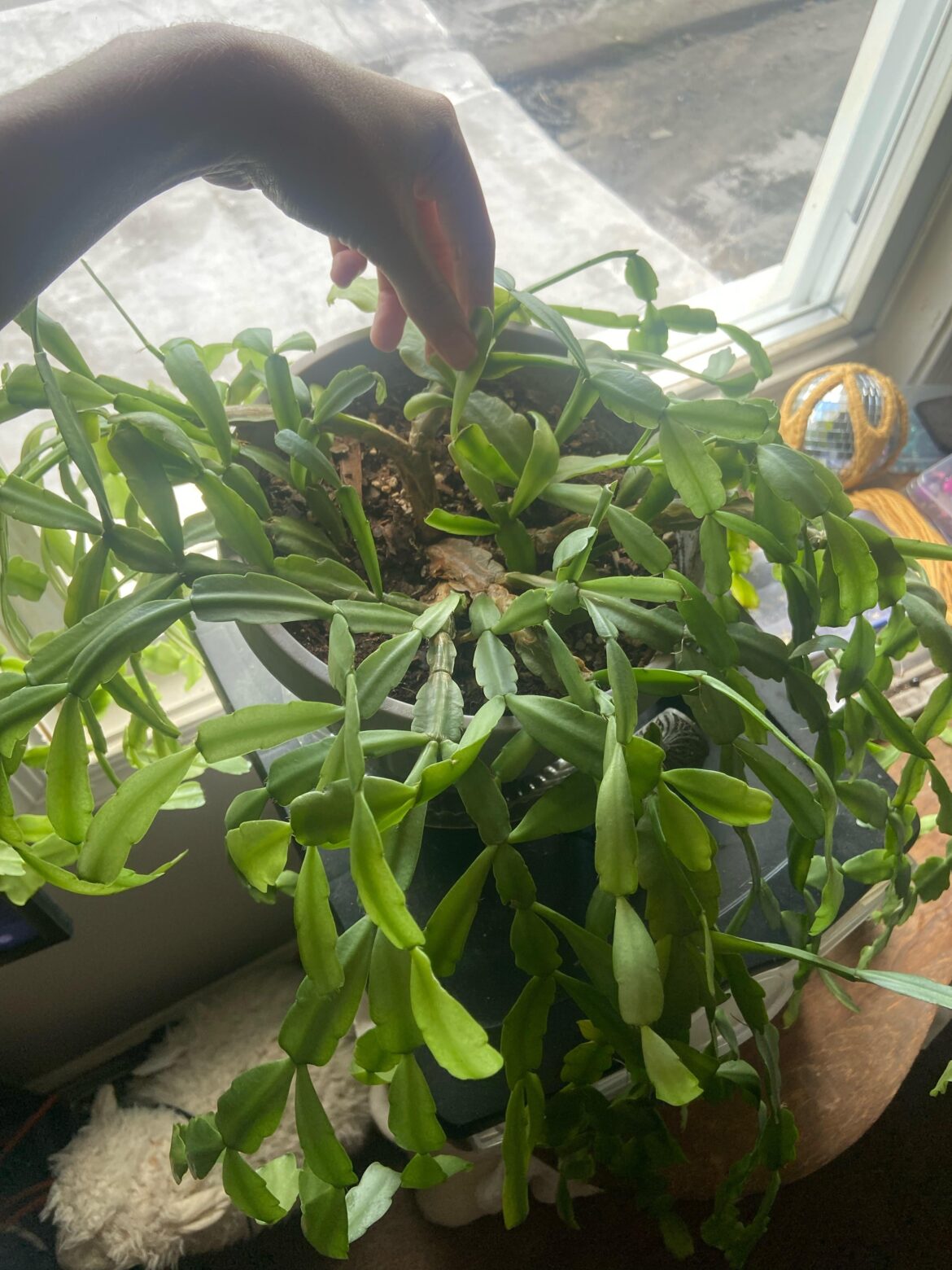 My Grandmother gave me her ~20 year old plant. How do I take care of it please! My Grandmother gave me her ~20 year old plant. How do I take care of it please!
