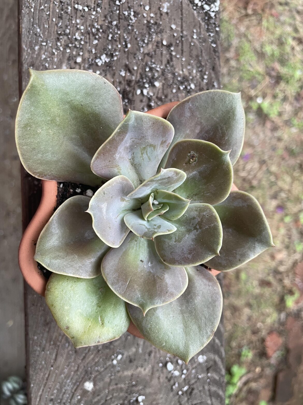 What is this spot?
