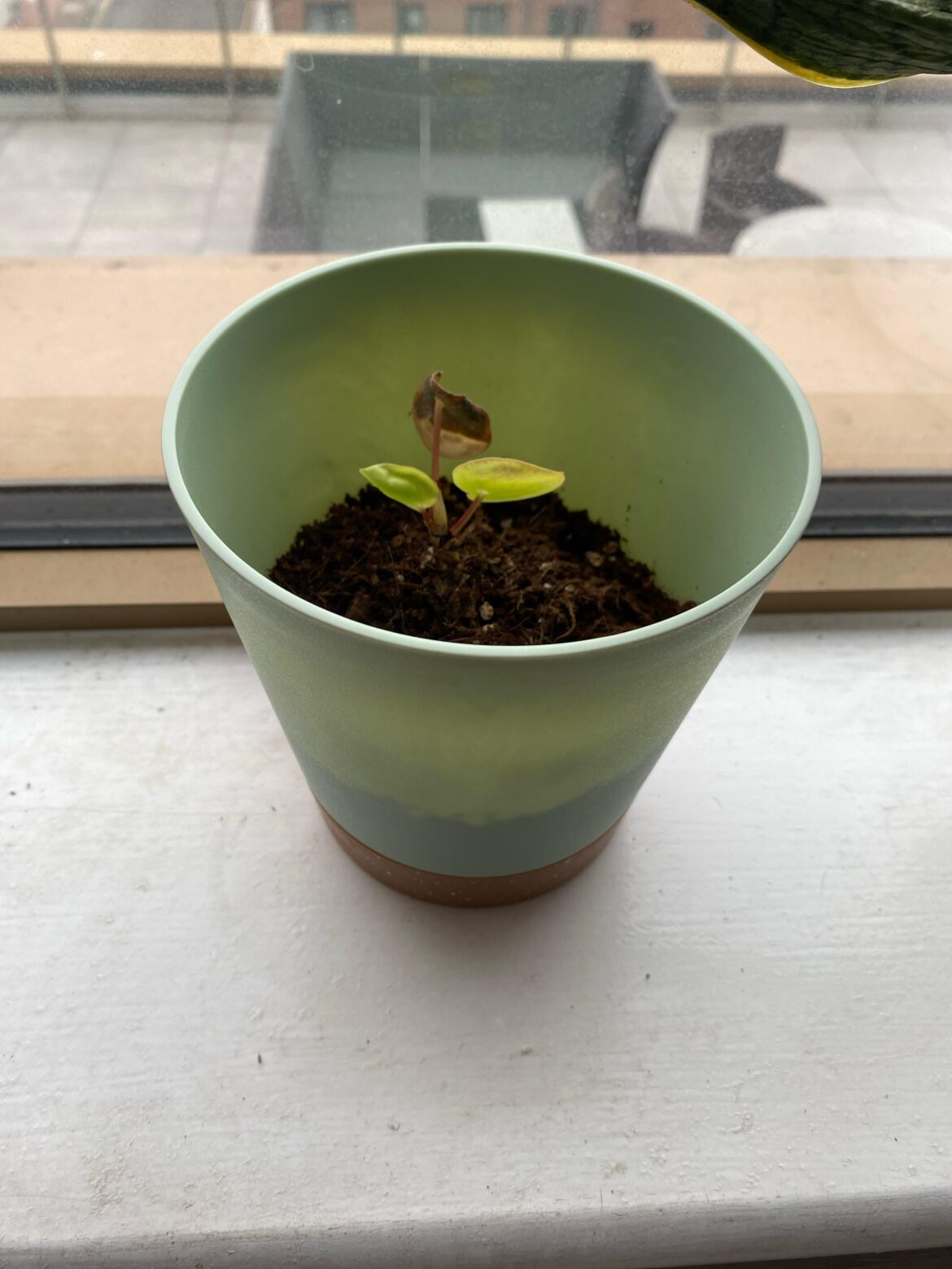 I am terrible at propagating!