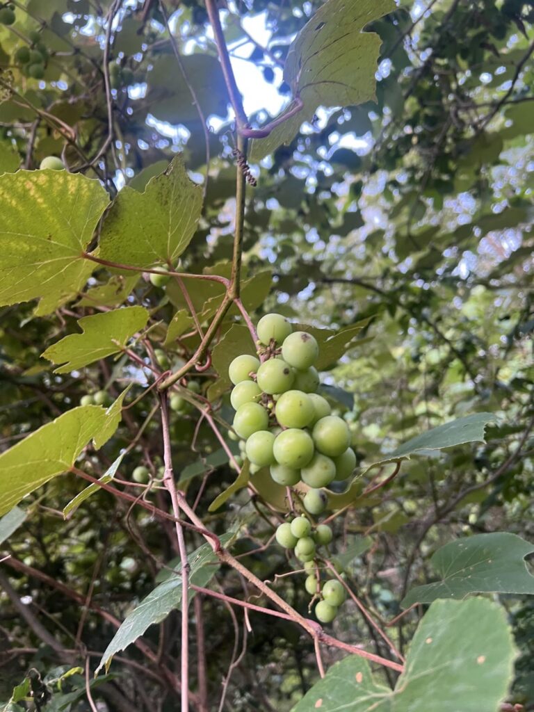 What is this? Grapes?