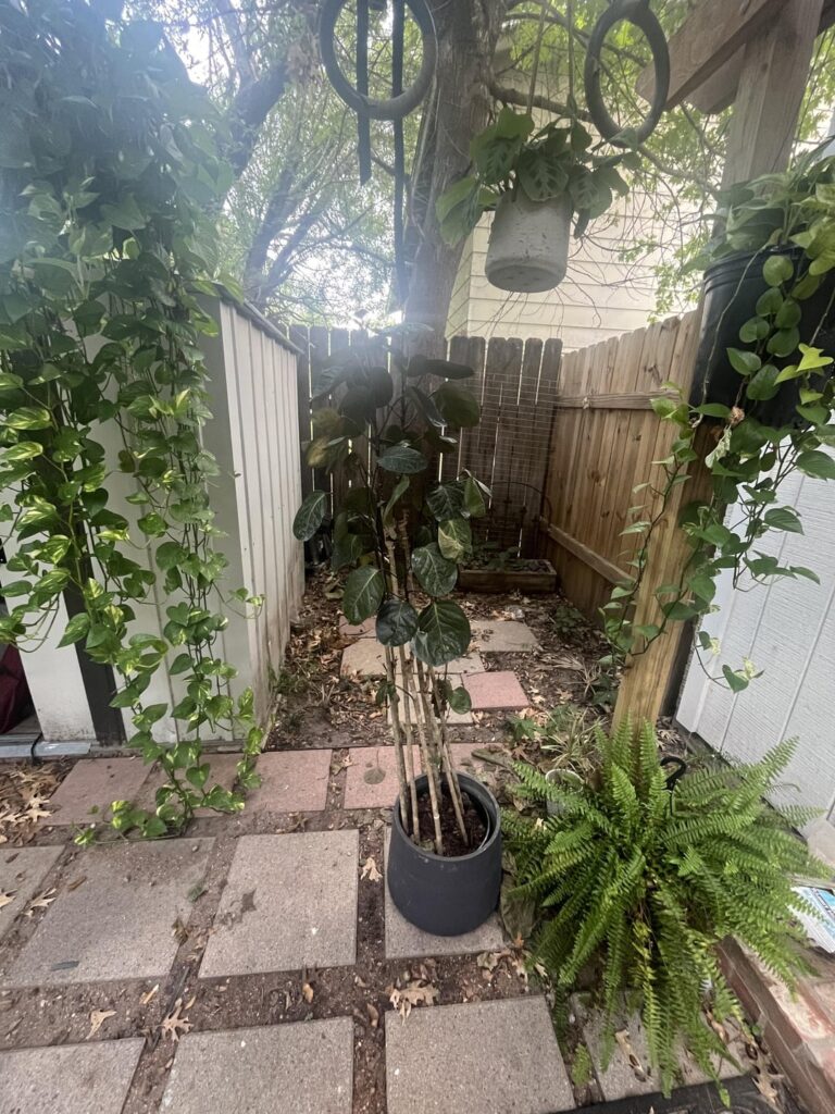 Help for my sad Platito Help for my sad Platito