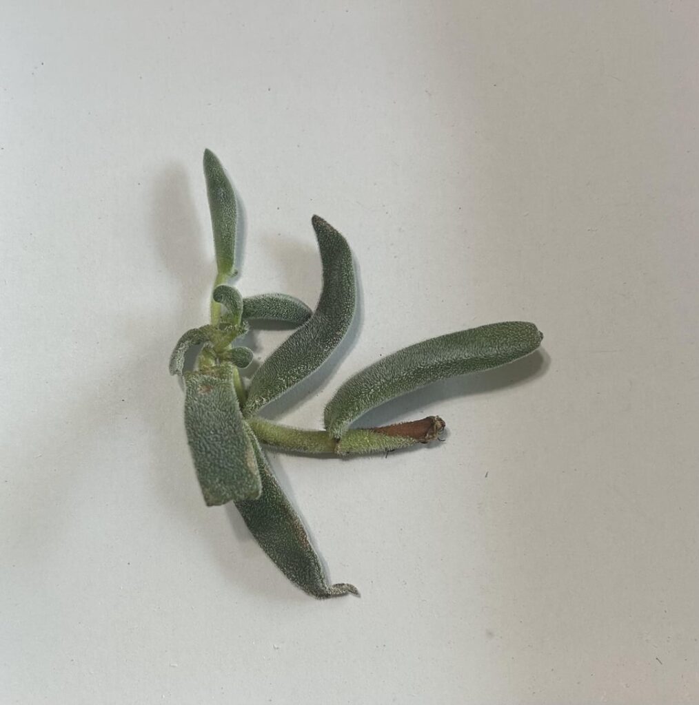 Found today, advice? Also are those some little roots? Found today, advice? Also are those some little roots?
