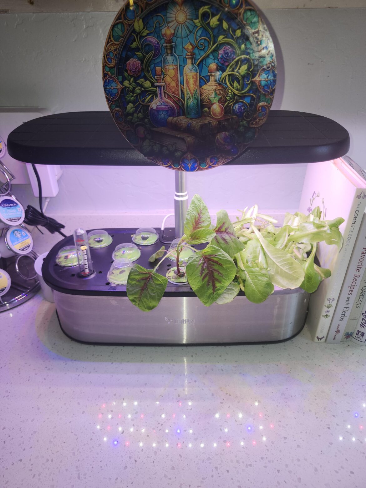 Starting basil on the left side !