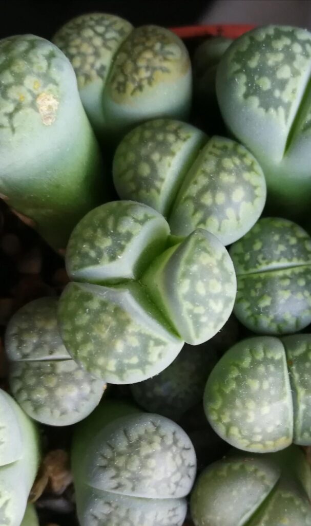 One of mine is... special? Or is splitting into 3 instead of 2 common 😭