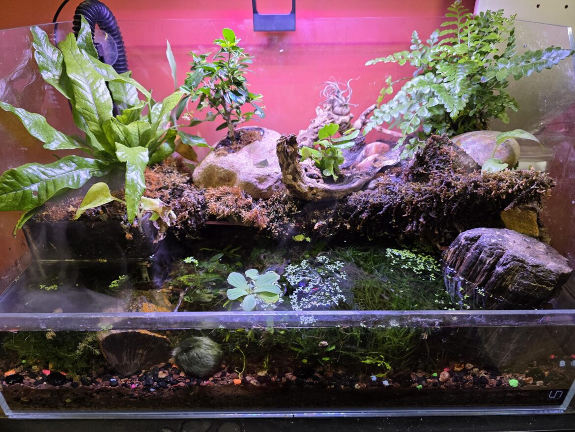 Vivarium rebuild