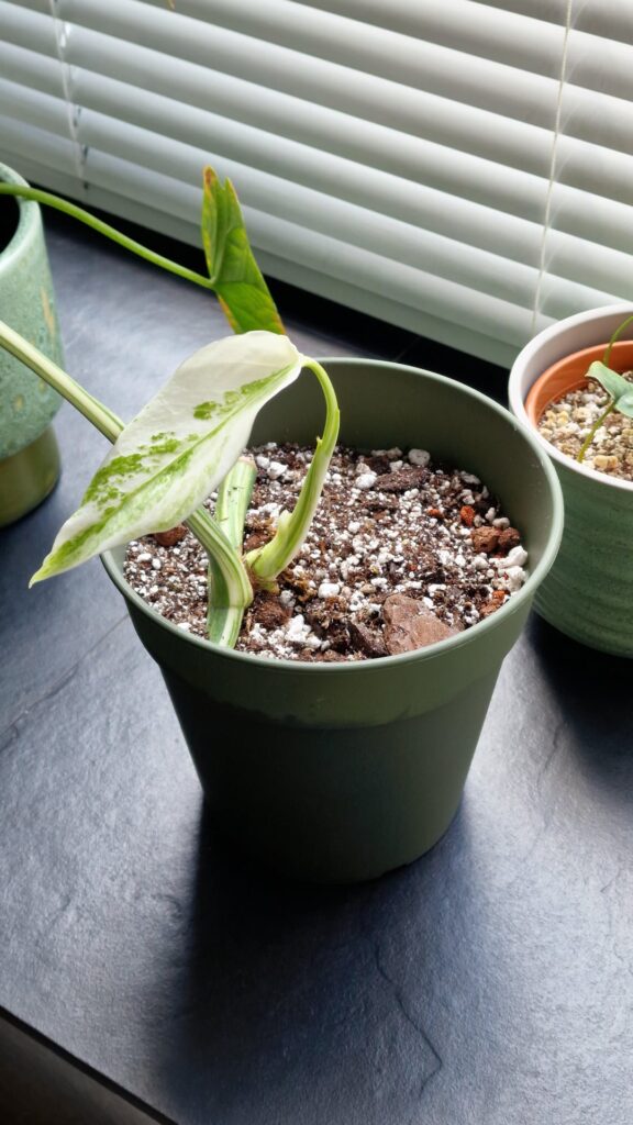 Got my albo as a single node cutting Jan '24