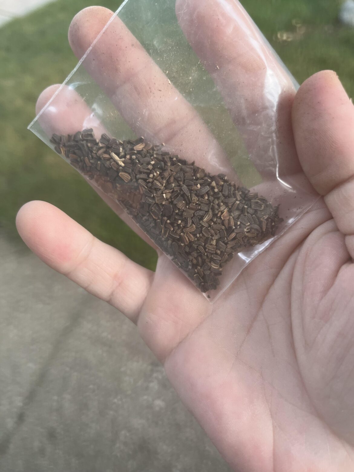 Bought this as a “10 pack of 1 year old seedlings”. Obviously these are seeds. Do they even look like lithops seeds?