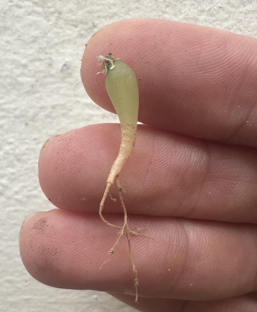 What’s this growing in my truncata’s pot? What’s this growing in my truncata’s pot?