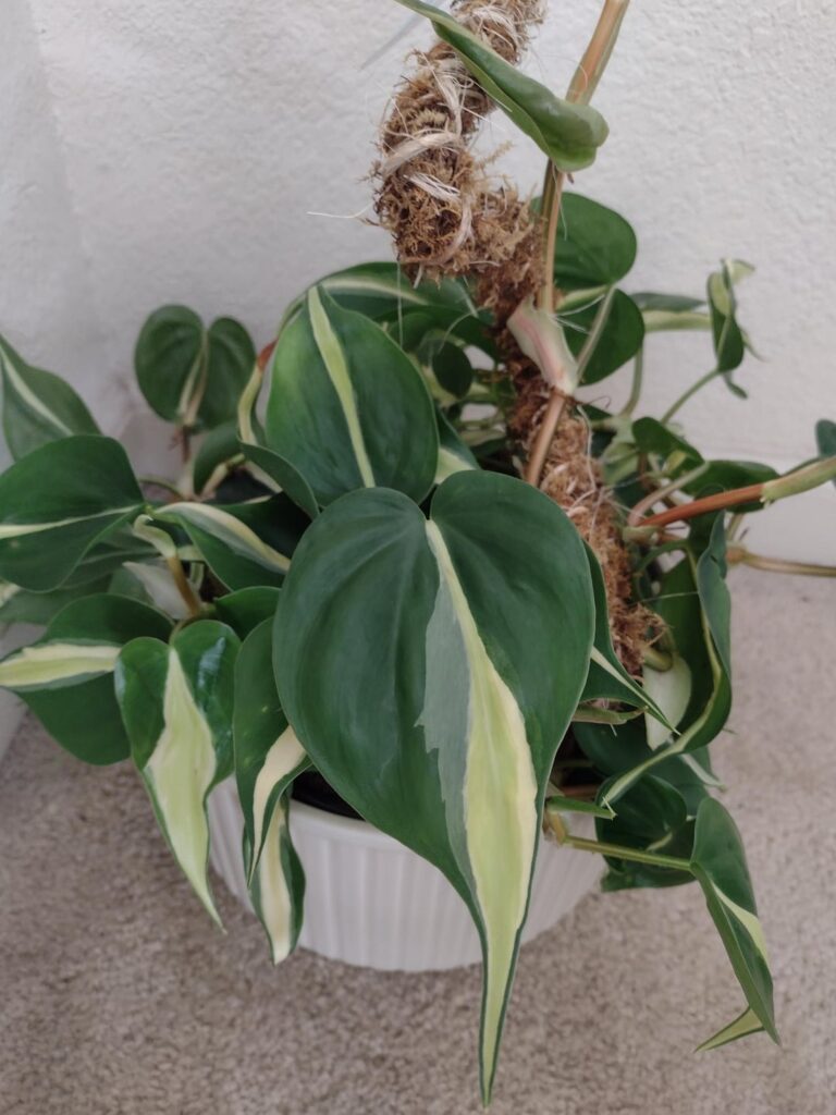 Please help to identify these 2 plants