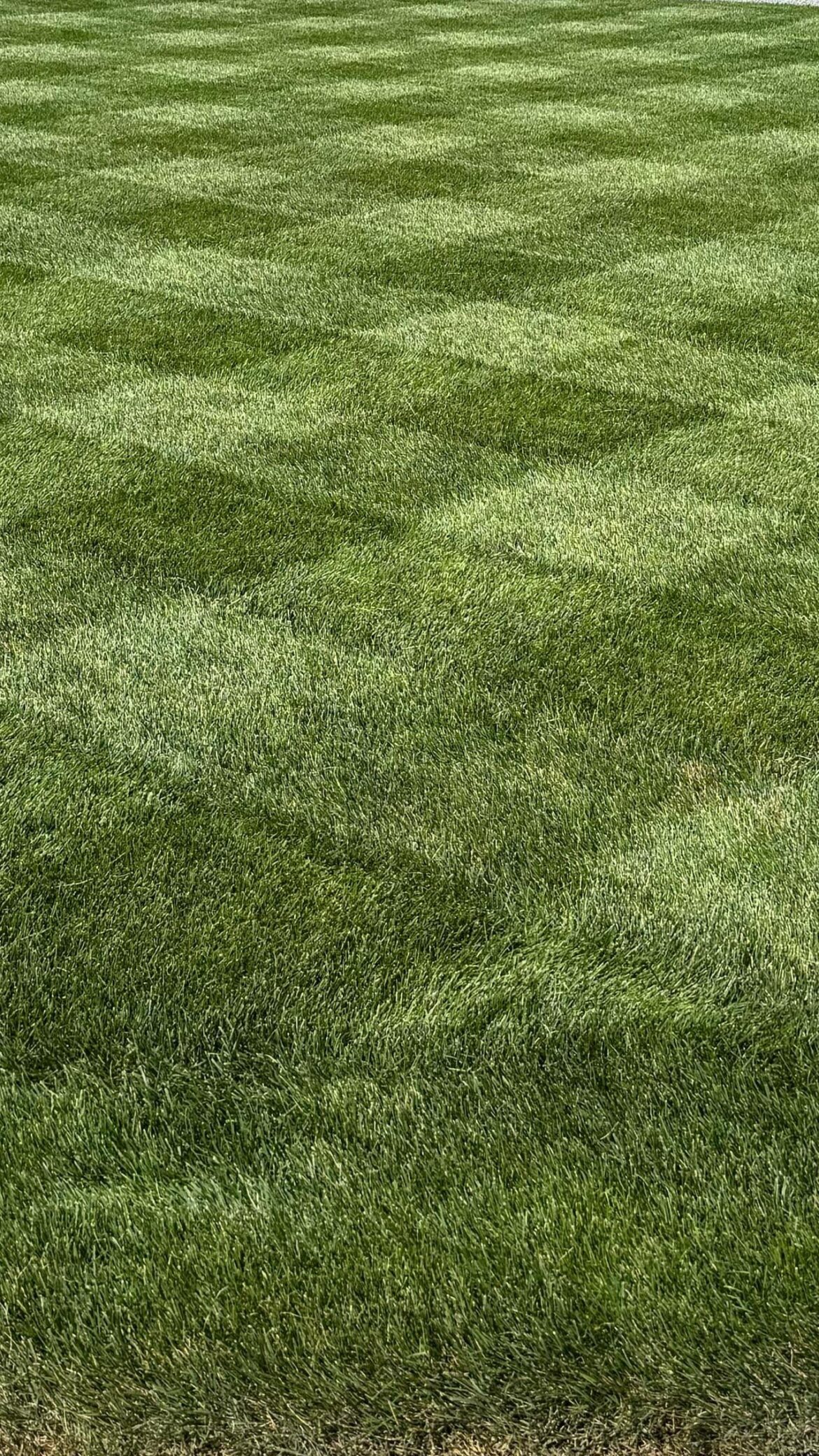 Finally looking good in August