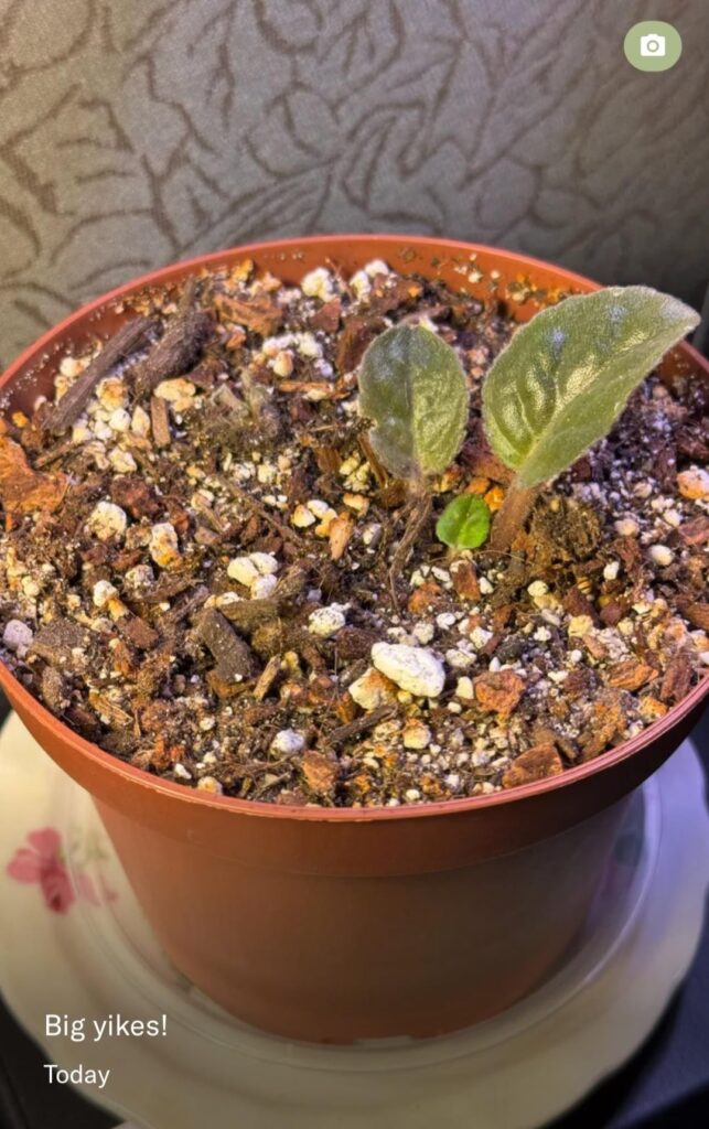 Please send prayers for my continuously shrinking African violet