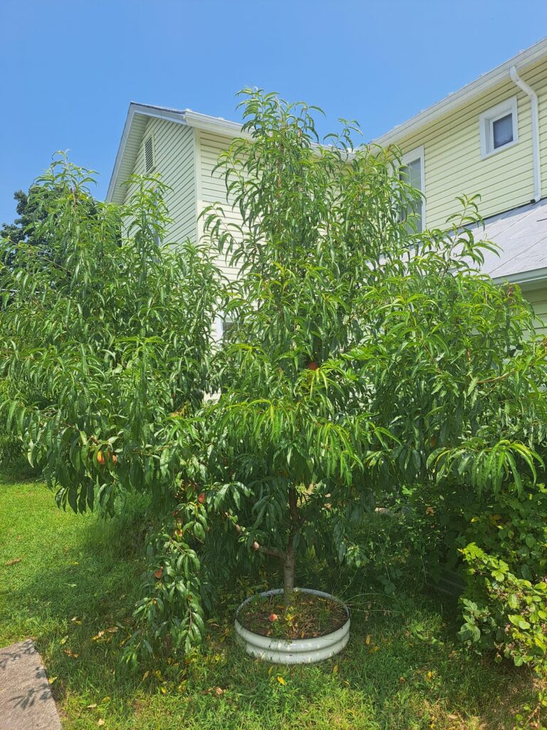 Got this peach tree as a twig 3 years ago!