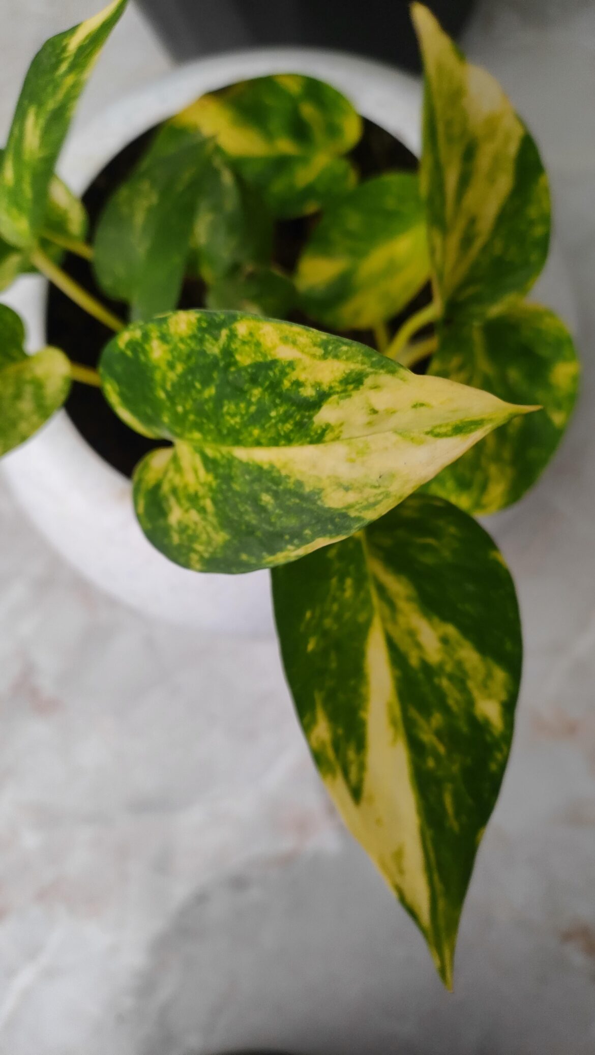 Golden Pothos