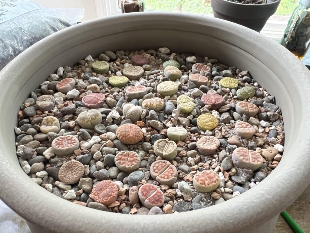 Potted my first lithops. Critiques?