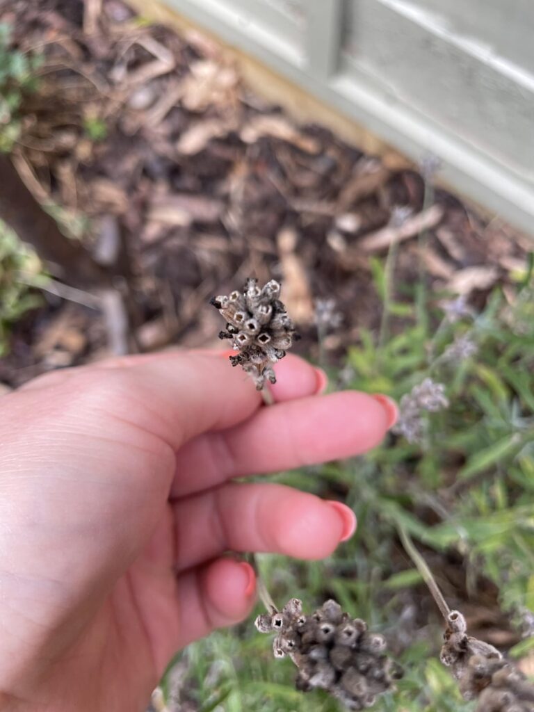 Is my lavender dead? Is my lavender dead?