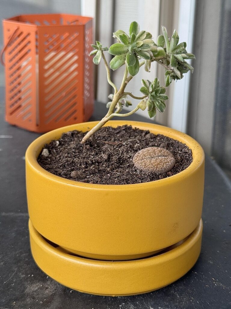 New friend for my butt!