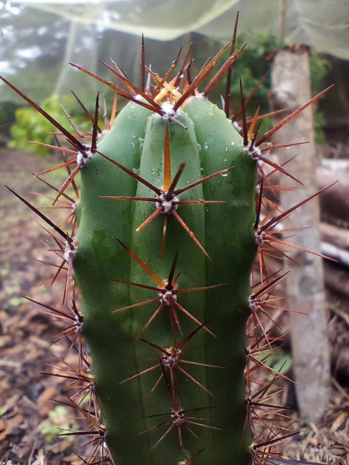 Plant ID question