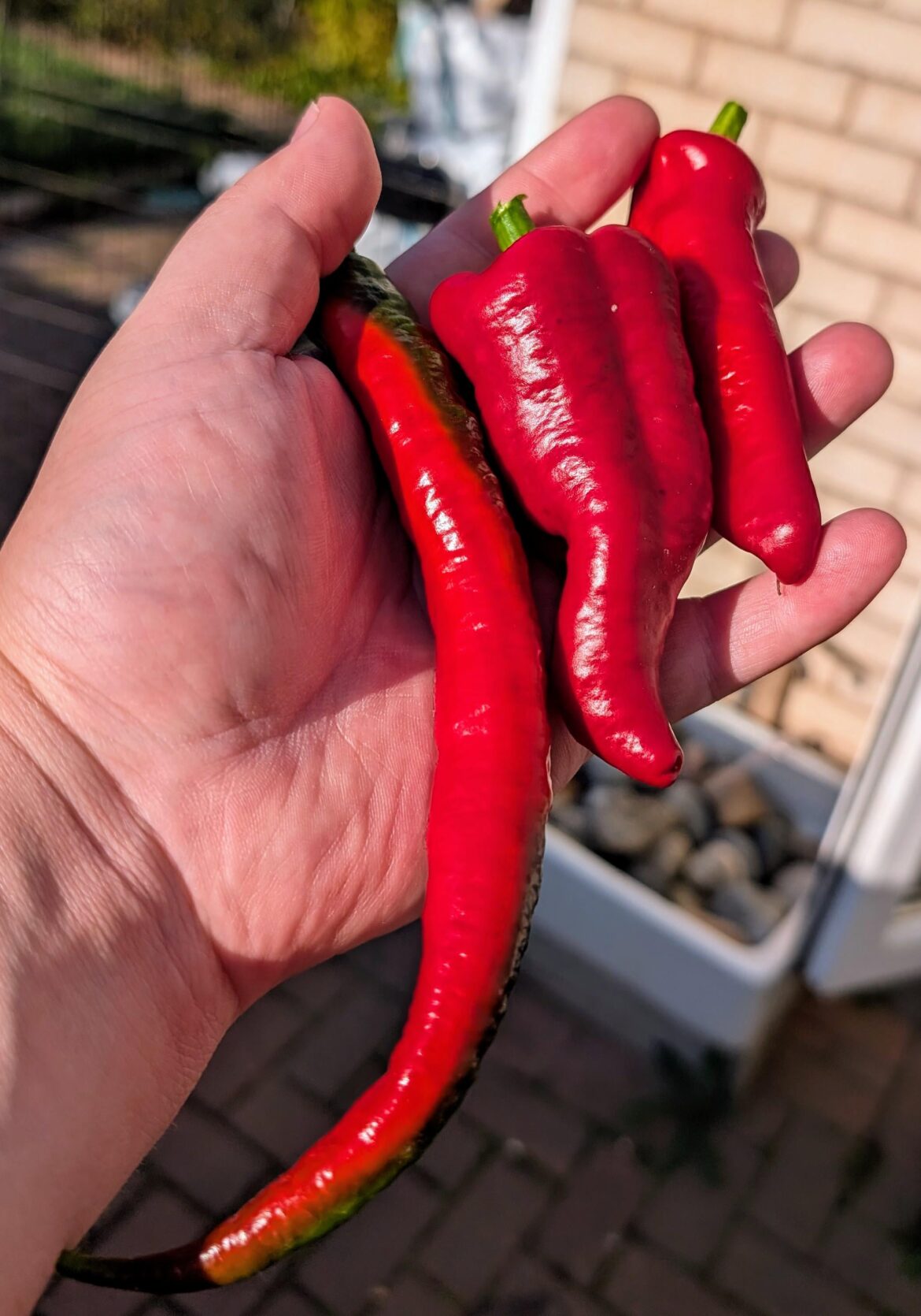 Picked a few chillis Picked a few chillis