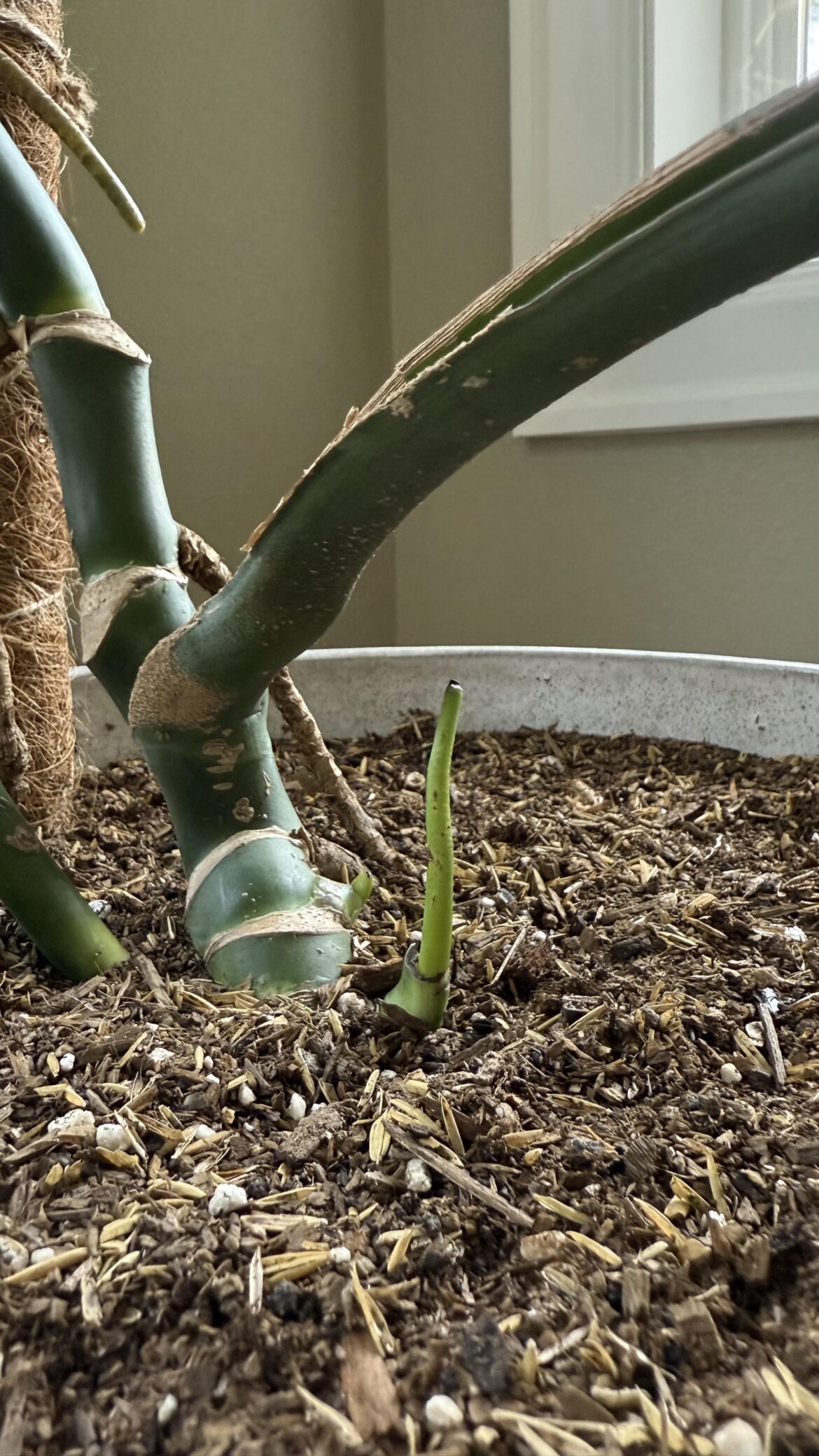 What is this new growth?