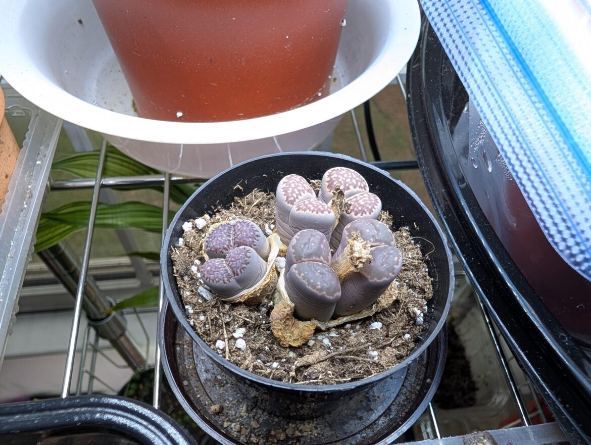 Can I repot these yet, they've been splitting for months, and I think they're finished? Also they're wrinkly on the sides, do they need water after reporting, or only when the top is wrinkled?