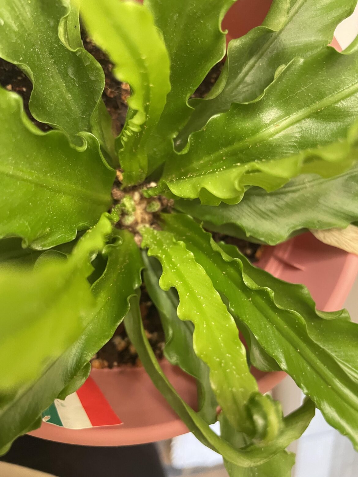 Are these spider mites on my birds eye fern?