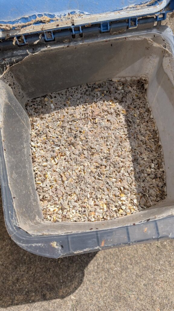 Old Cracked corn has weevils. What to do with it?