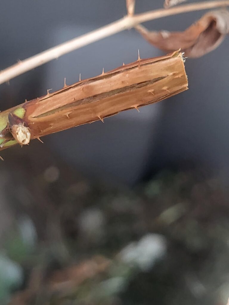 Signs to look out for cane borers