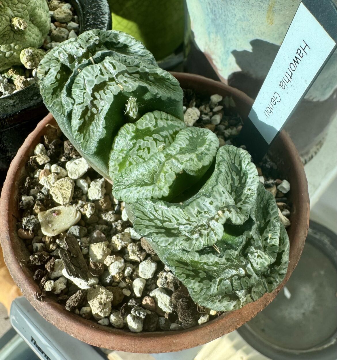 My Genbu enjoying the evening sun here in the UK