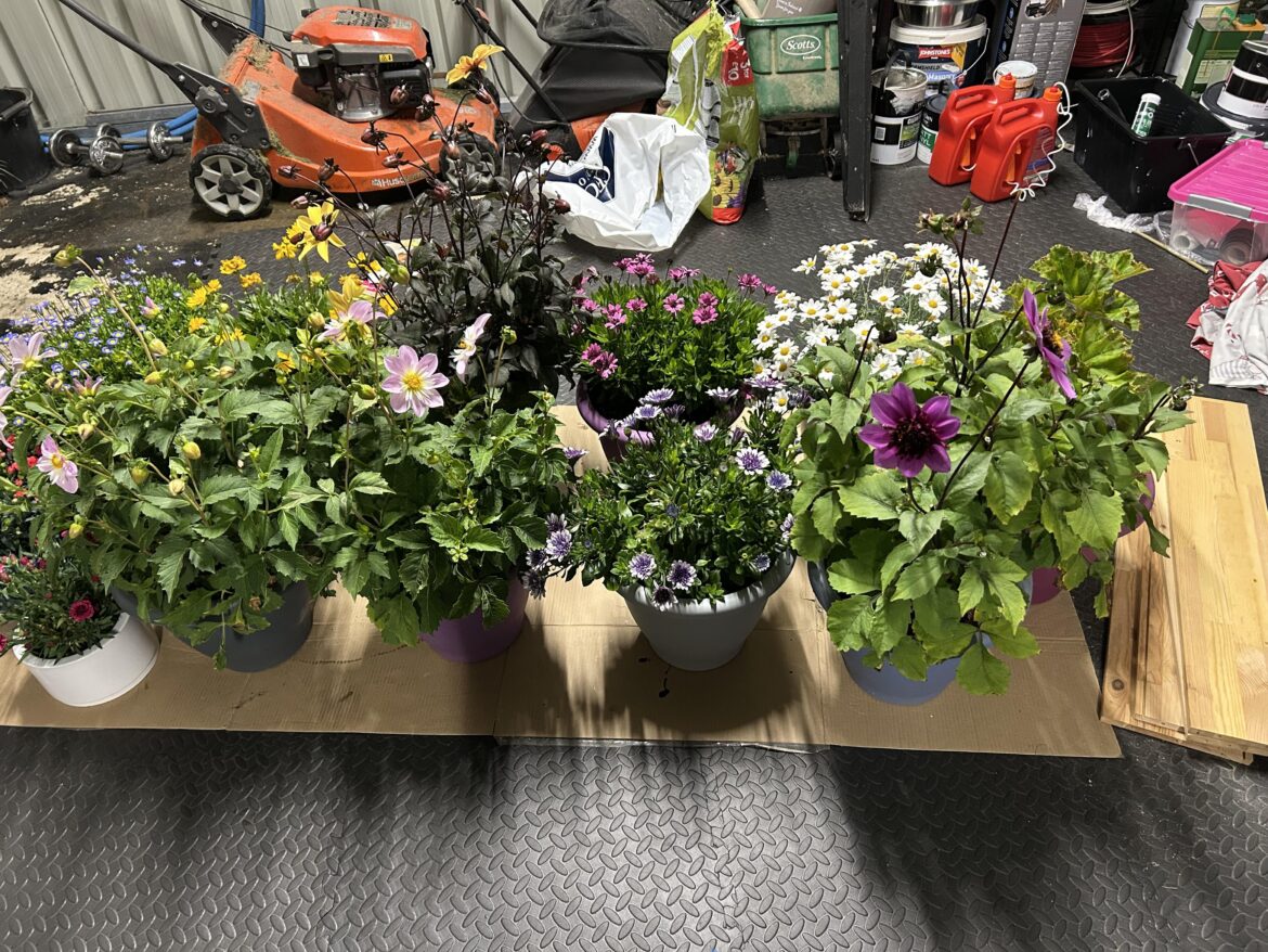 Potted plants question