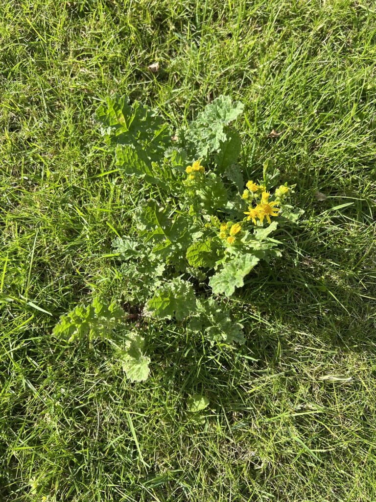 Is this ragwort in my back garden?