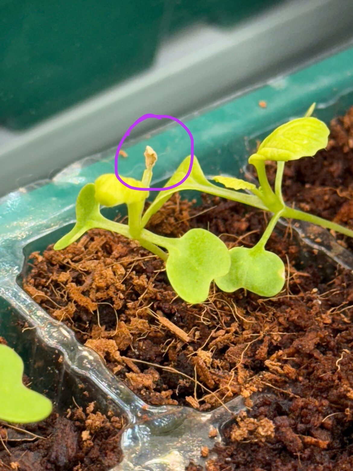 Seedlings having shriveled true leaves