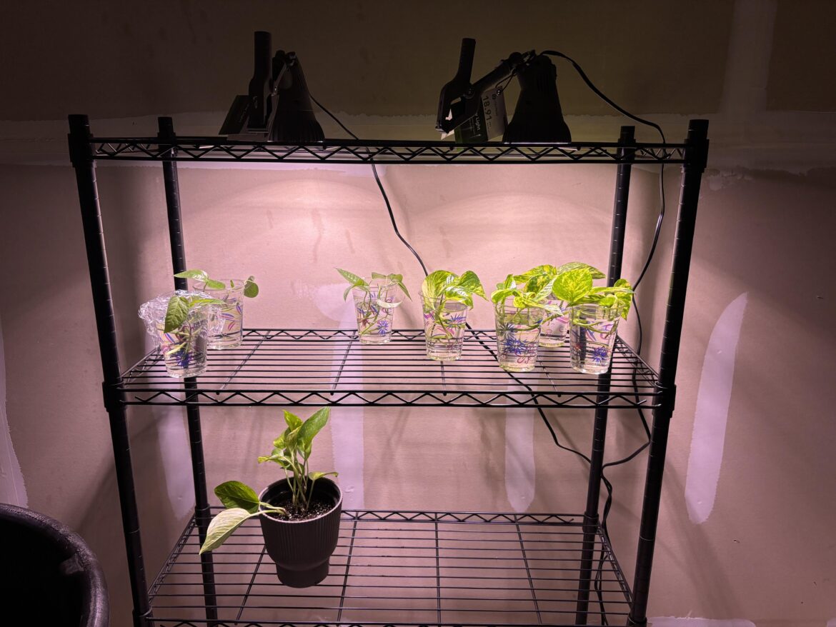 Grow light distance