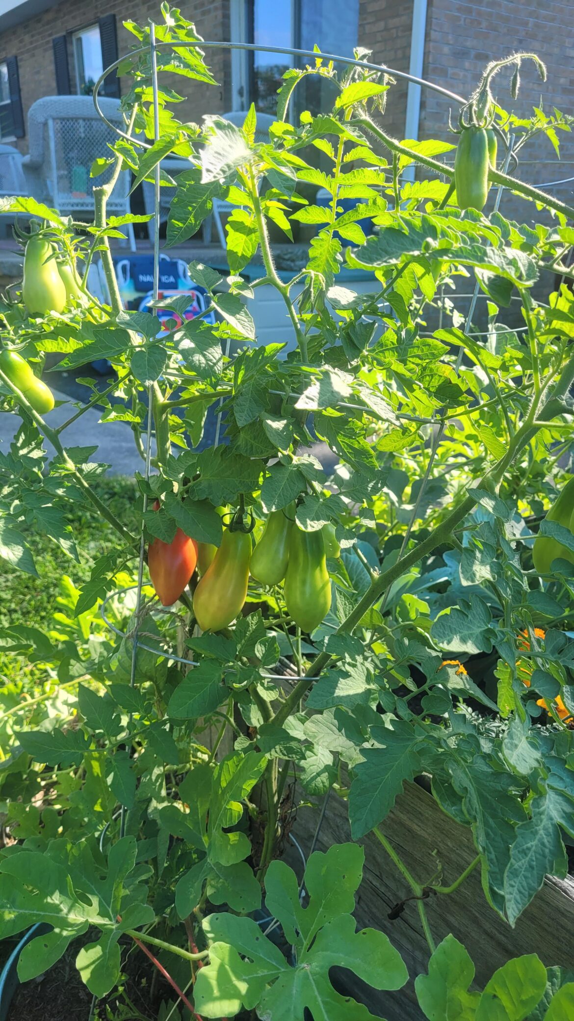 What is going on with our tomatoes?