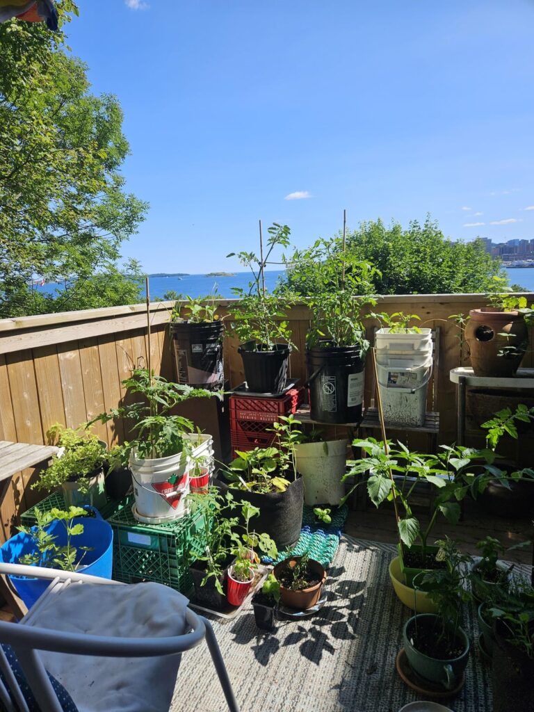 Balcony container garden year 3