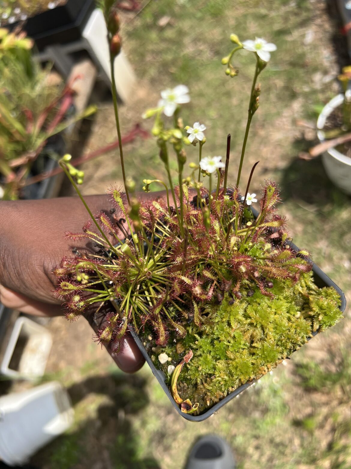 D. Intermedia