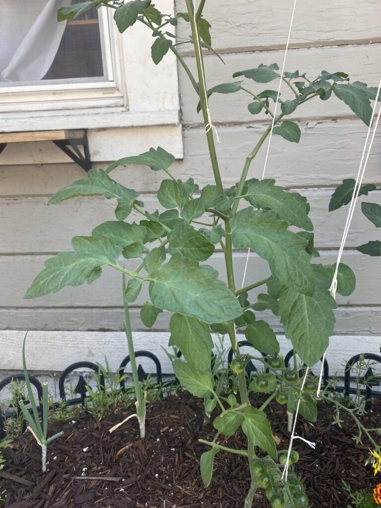 Why does my tomato plant look like this?