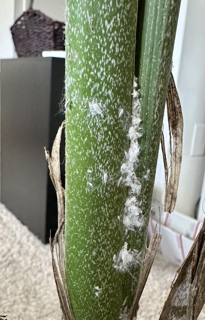 What’s this white stuff on my parlor palm?