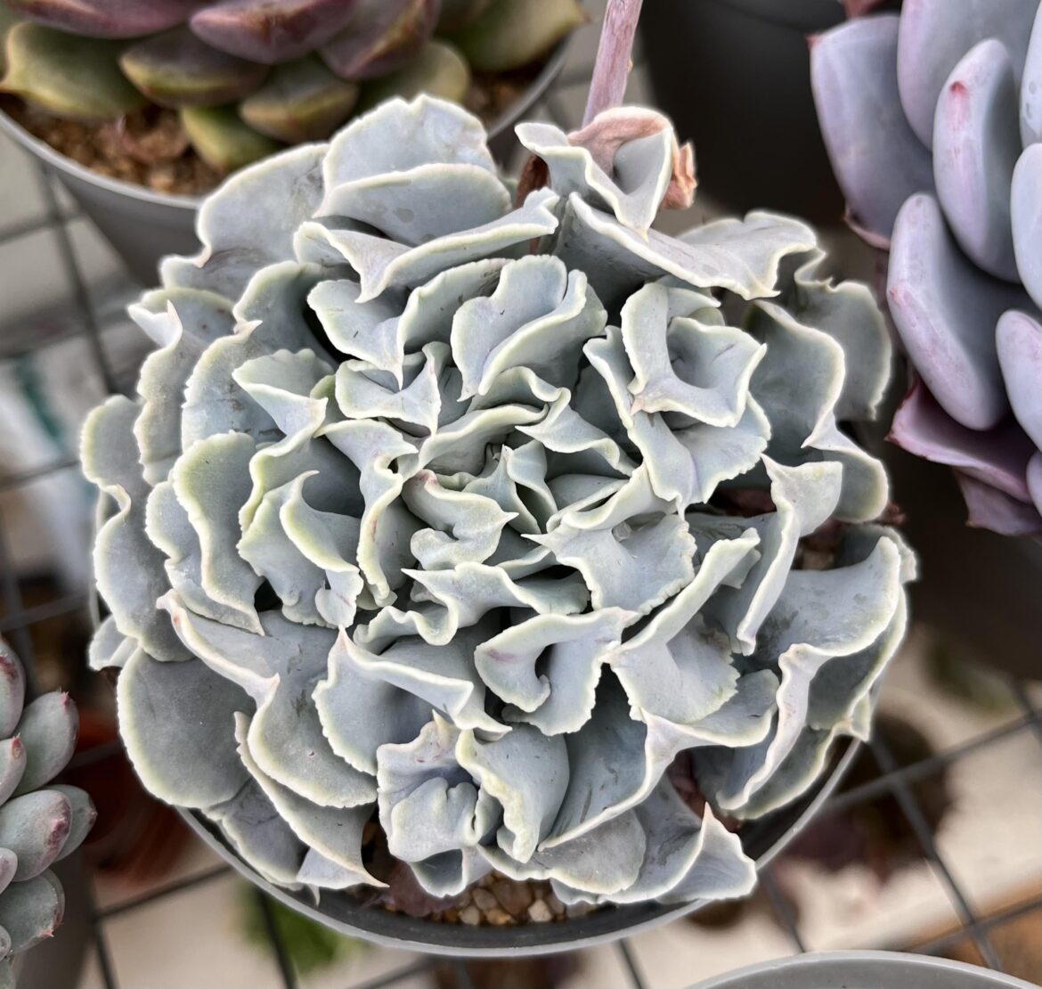 ‘Nichi’