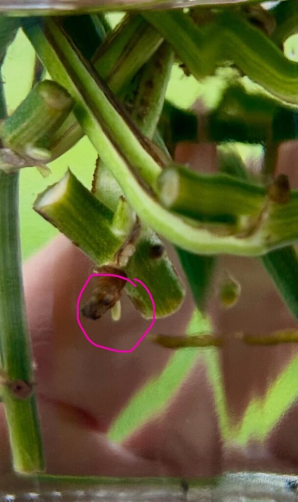 Baby Roots (doot doot..) Already?! Baby Roots (doot doot..) Already?!