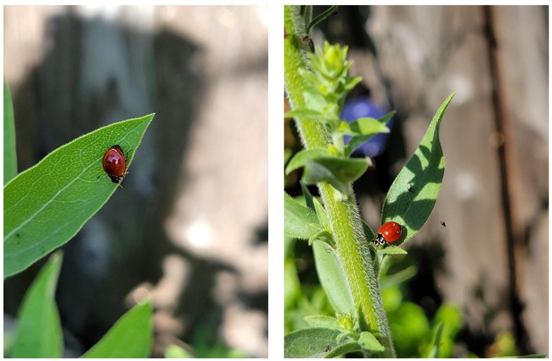 Ladybugs on California goldenrod