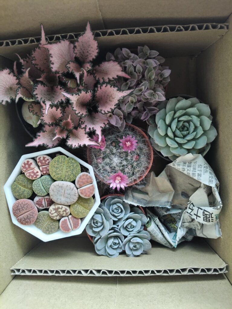 Plant haul 😍 & Lithops id