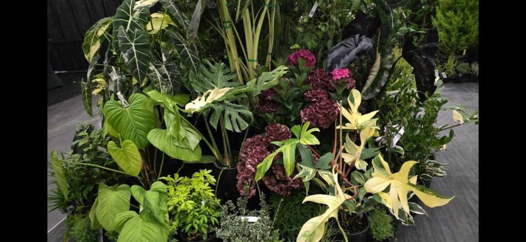 Playing with some plants today
