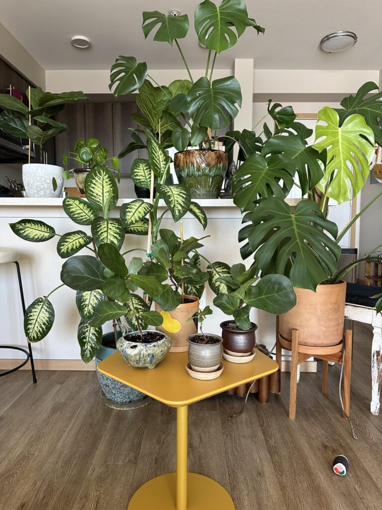 General advice kindly requested: What to do with my flf babes (especially one growing wonky)? General advice kindly requested: What to do with my flf babes (especially one growing wonky)?
