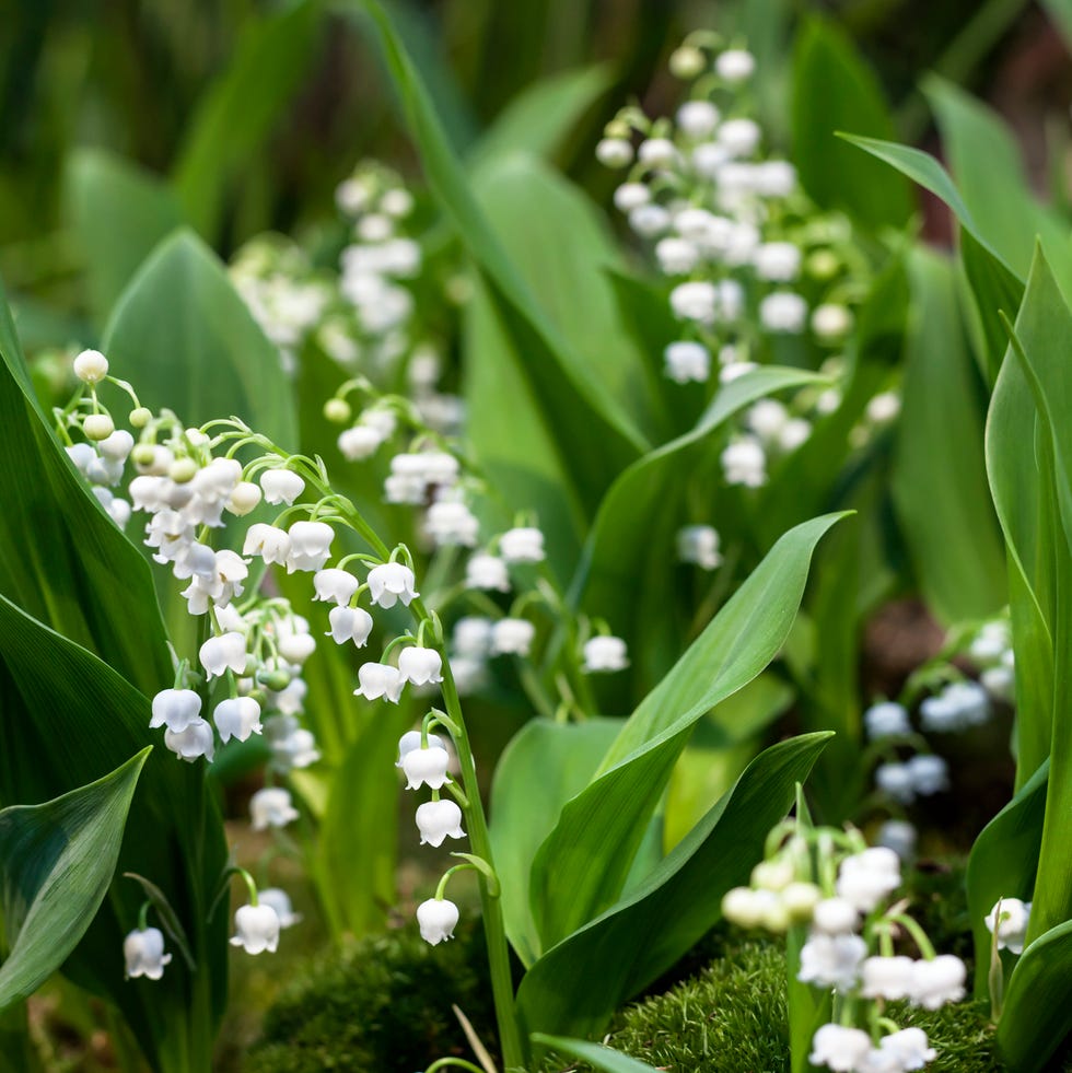 most toxic plants lily of the valley