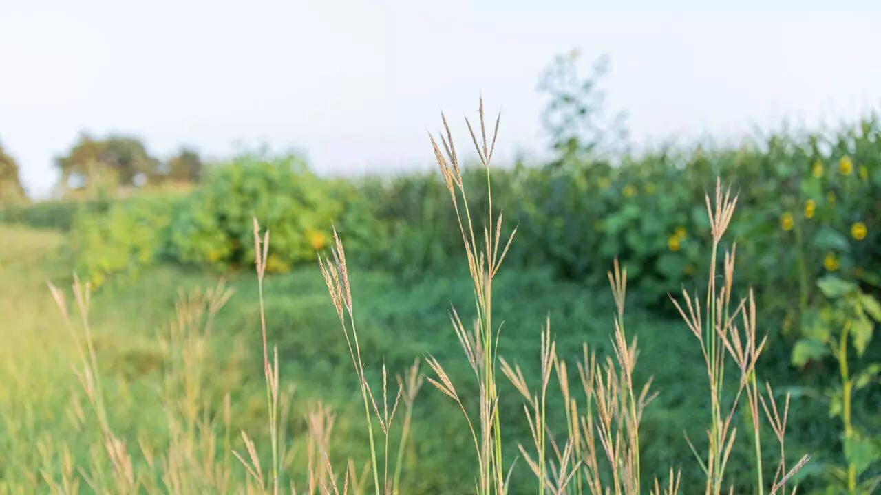 Little bluestem