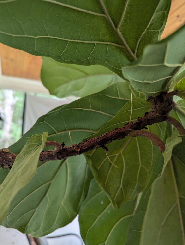 Aerial Branch Roots
